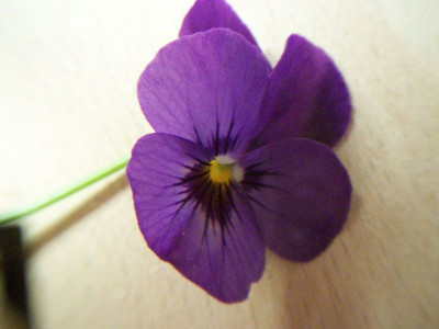 000_0493.jpg