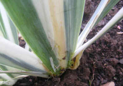 Iris_pallida_Nah.jpg
