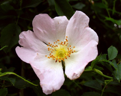 Rosa_Rose.jpg