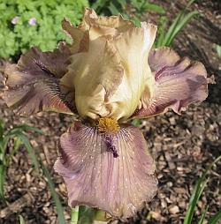 thornbird_IMG.jpg