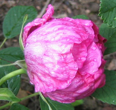 Rosa_unbekannt_20060601_01.jpg