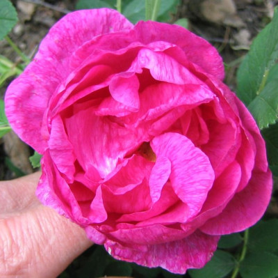 Rosa_unbekannt_20060601_02.jpg