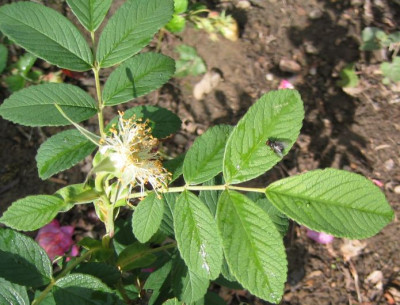 Rosa_unbekannt_20060601_03.jpg