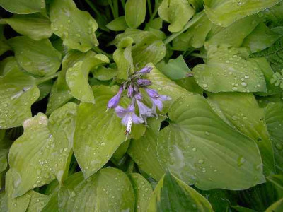 1.6..06._Hosta_Brichwood_Parkys_Gold_I_002.JPG