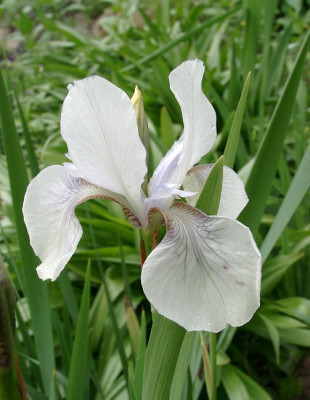 05200019_eIris_sibirica_Saemling.JPG