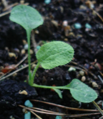 DSC02097a.JPG