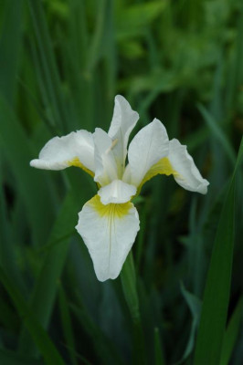 2006H758_Large.JPG