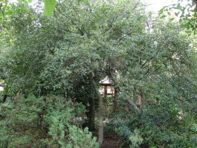 Quercus_coccifera_-_Kermes_Oak.jpg