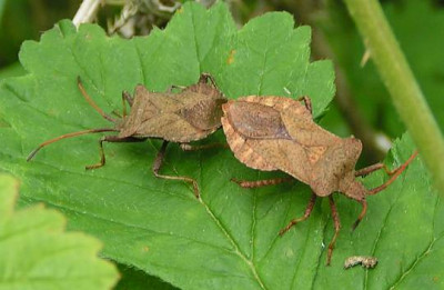 Coreus_marginatus_-_Lederwanze_05.jpg