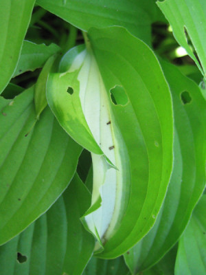lemon_lime_mutiert_4435.jpg