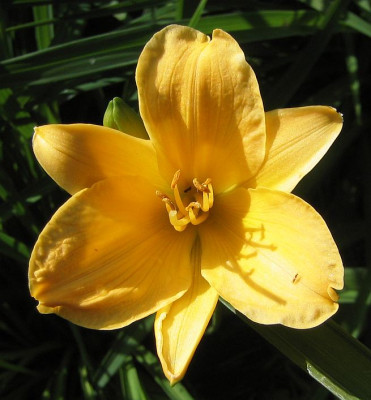 Hemerocallis_unbekannt_20060601_01.jpg