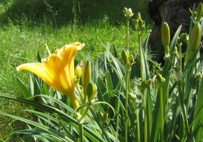 Hemerocallis_unbekannt_20060601_04.jpg