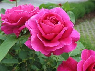 IMG_1176.JPG