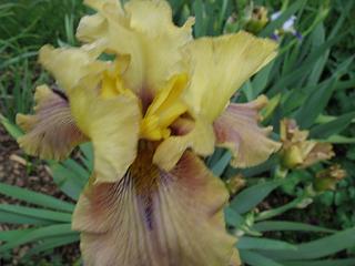 IMG_1178.JPG
