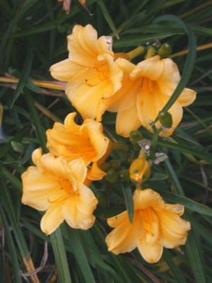 Stella_de_Oro30011.jpg