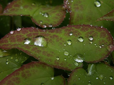 Epi-nach-Regen-05-06.jpg