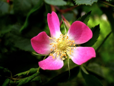 Rosa_glauca.jpg
