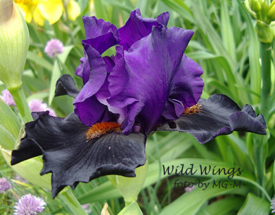 Imgp6392-Wild-Wings.jpg