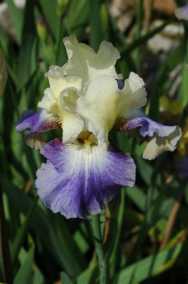 2006H867_Large.JPG
