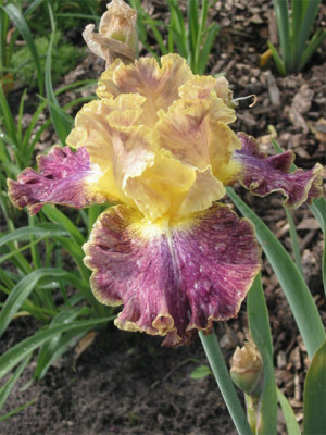181-8190a_IMG.jpg