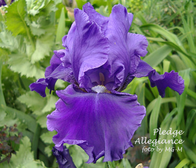 Imgp6412-Pledge.jpg