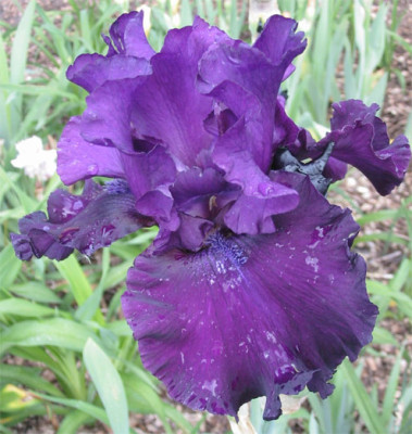 181-8183a_IMG.jpg