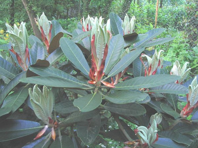 Rhododendron_rex_ssp_fictolacteum_2006.jpg