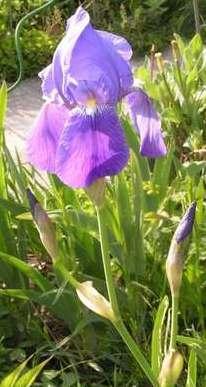 Iris_pallida1.jpg