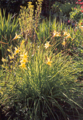 Hemerocallis_minor_oder_graminea_oder_citrina.jpg