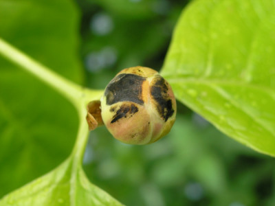 Sinocalycanthus-Knospe-krank.jpg