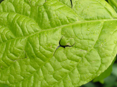 Sinocalycanthus-Blatt-verhagelt.jpg