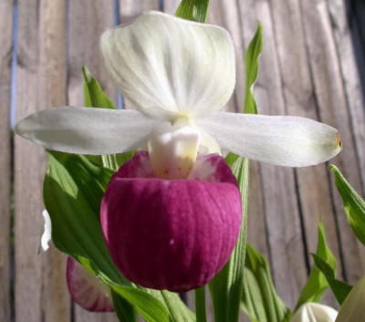 Cypripedium_reginae_2006-06-03.JPG