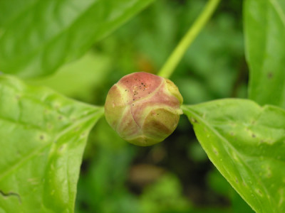 Sinocalycanthus-Knospe-gesund.jpg