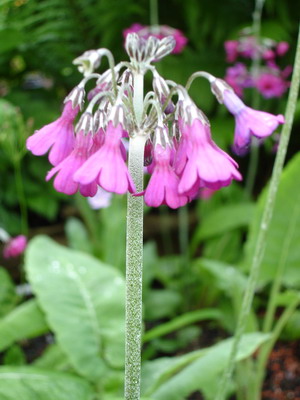 Primula_secundiflora_Groenveranderung.JPG