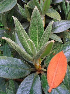 Rhododendron_bureavii_2006.jpg