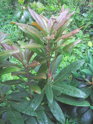 Rhododendron_decorum_Hybride_2006.jpg