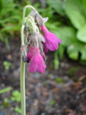 Primula_waltonii_1_Groenveranderung.JPG