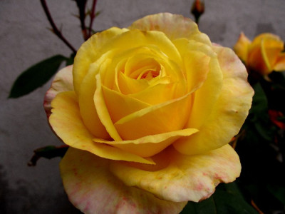 Omas_Rose_Bluete.jpg
