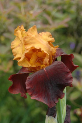 2006H916_Large.JPG