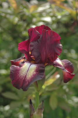 2006H896_Large.JPG
