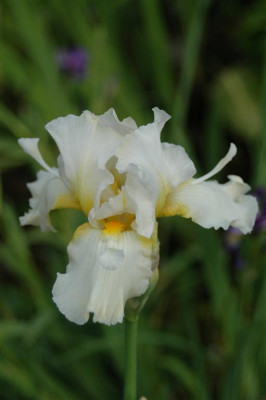 2006H902_Large.JPG