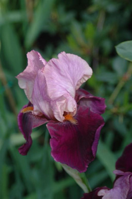 2006H904_Large.JPG