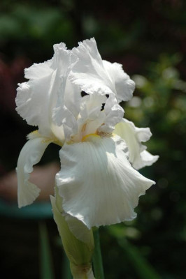 2006H908_Large.JPG