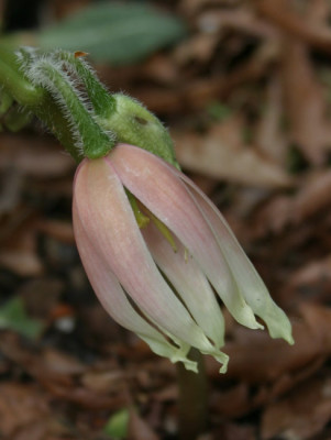 IMG_1354_ePodophyllum_delavayi_Bluete.JPG