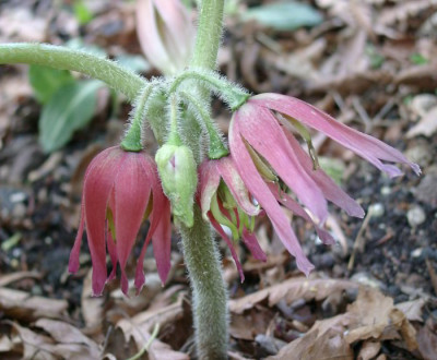 06030040_ePodophyllum_delavayi_rot.JPG