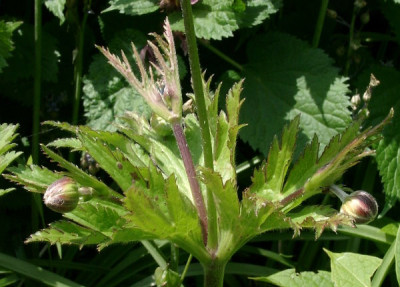 06030044_eAnemone_levellei_Bluetenstand.JPG