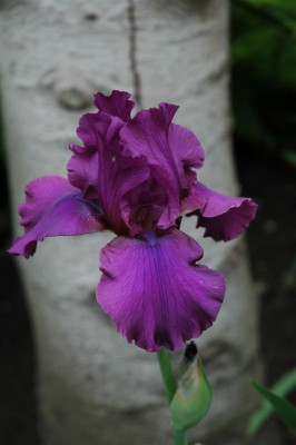 2006H780_Large.JPG