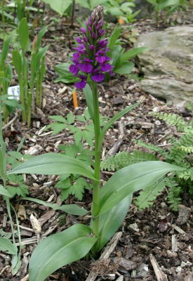 06030025_eDactylorhiza_x_grandis.JPG