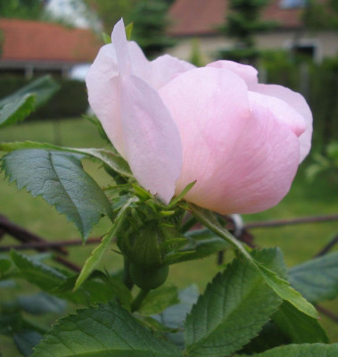 welche_Rose_1a.jpg