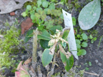 2015-07-22 Phlox 'Herbstwalzer' 2.jpg